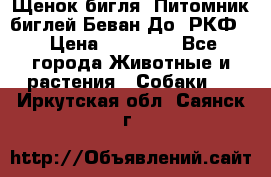 Щенок бигля. Питомник биглей Беван-До (РКФ) › Цена ­ 20 000 - Все города Животные и растения » Собаки   . Иркутская обл.,Саянск г.